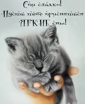 РЕЦЕПТЫ ХОЛОСТЯКА | Серый кот Тёма засыпает и желает Вам спокойной ночи!  Завтра будет новый день, который принесёт Вам удачу! | Дзен