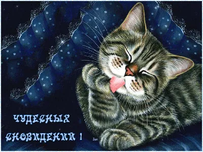 Картинки спокойной ночи с котиками новые красивые - 65 фото