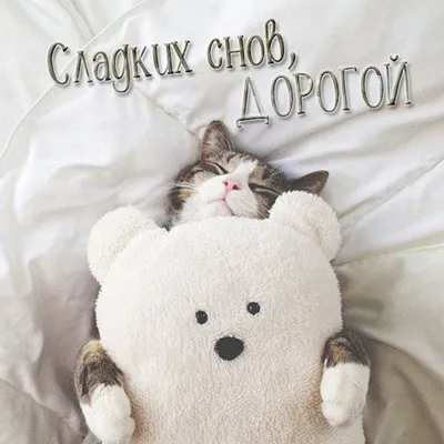 Спокойной ночи кот породы сибирский,…» — создано в Шедевруме