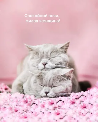 Открытки "Спокойной ночи!" для женщин (207 шт.)