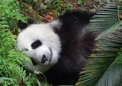 Спокойной ночи панда картинки (46 фото) » Юмор, позитив и много смешных  картинок
