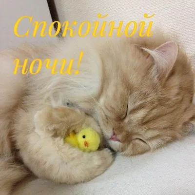 Картинка с котиком и пожеланием сладких снов | Спокойной ночи, Ночь,  Кошачьи принты