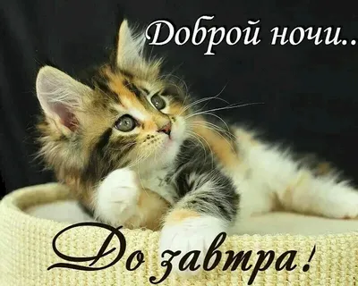 Спокойной ночи, котиши! Как спать спокойно всю ночь | Cat talk зоопсихолог  | Дзен