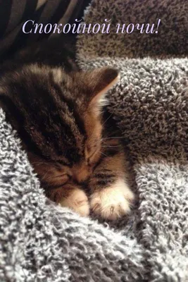 Открытка - прикольный кот желает добрых снов | Ночь, Открытки, Спокойной  ночи