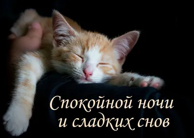 Спокойной ночи с котятами пожеланиями (58 фото) » Красивые картинки,  поздравления и пожелания - 