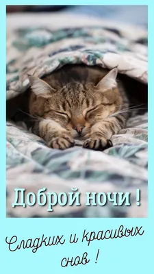 Пин от пользователя Соломія на доске Надобраніч | Смешные фото кошек,  Кошачьи цитаты, Смешное видео о кошках