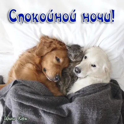 Сказка на ночь - Спокойной ночи домашние животные - YouTube