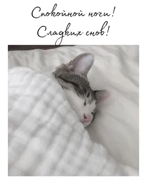 СПОКОЙНОЙ НОЧИ! 💤💗✨🌃✨💗💤 СЛАДКИХ СНОВ! 🐾😽🐾 | Ночь, Спокойной ночи,  Веселые картинки