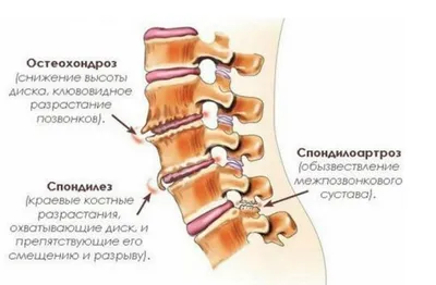 Статья - Kinesis - biochemestry, emotions, structure