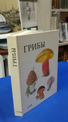 Белый гриб: описание, виды, где растет, как выглядит боровик, фото в лесу