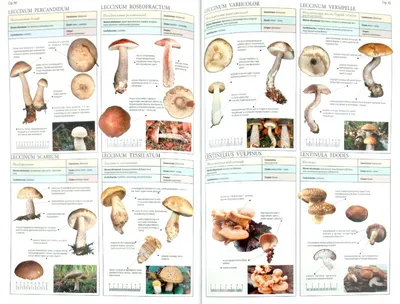 Грибы. 250 видов съедобных, ядовитых и лечебных грибов - купить дома и  досуга в интернет-магазинах, цены на Мегамаркет |