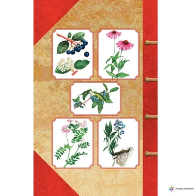 Книга Справочник лекарственных растений. Купить – Bookstock маркетплейс