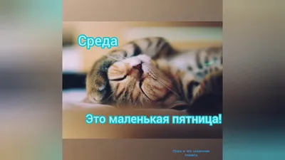 Среда - это маленькая пятница. Опять нет повода не улыбнуться - Наталья  Лопатина — КОНТ