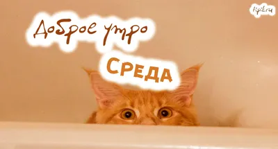 Среда — это маленькая пятница не так ли? — Семейная ресторация