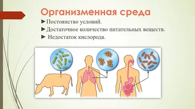 Три среды обитания