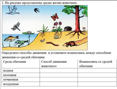 Среда обитания организмов и ее факторы - презентация онлайн