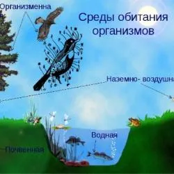 7. Водная среда обитания