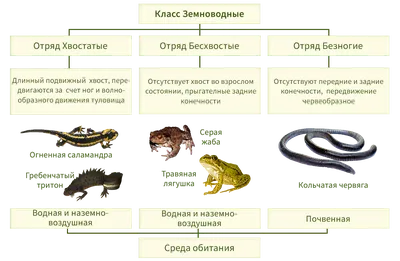 Среда Обитания Животных Storyboard por ru-examples