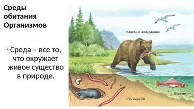 водная среда обитания иллюстрация вектора. иллюстрации насчитывающей мидии  - 237403832