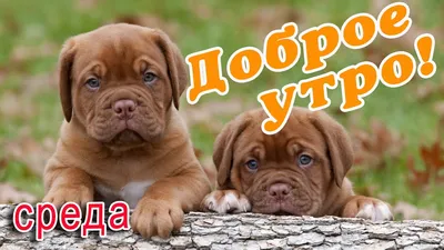 СРЕДА! 🌞 ДОБРОГО УТРА / ДОБРОЕ УТРО / С ДОБРЫМ УТРОМ / ДОБРОГО УТРА  ЛЮБИМОЙ / СНОВА ОСЕНЬ / ОСЕНЬ - YouTube