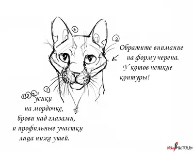 Как нарисовать котиков - веселых обормотиков за 30 секунд — магазинчик  детских книг «Я люблю читать»