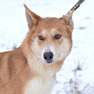 Торшер собака Poop Dog. Купить лампу-собаку с доставкой. Какающая собака  лампа Ledcube