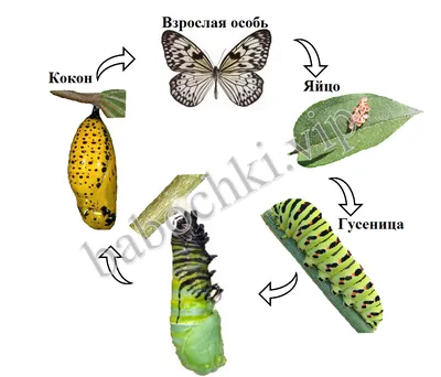 Жизненный цикл бабочки - карточки Монтессори купить и скачать