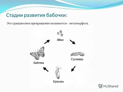 Чудесное превращение гусеницы в бабочку - YouTube