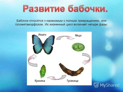 Жизненный цикл бабочки: от яйца до взрослой особи