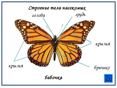 Полный цикл жизни бабочки Бражник глазчатыи | Пикабу