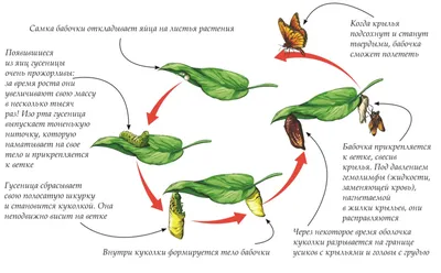 Полный цикл жизни Махаона | Пикабу