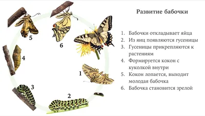 Определите какие типы развития организма показаны на рисунке. Какой тип  развития у бабочки и у - Школьные Знания.com