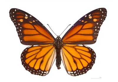 хризалис или нимфа как ступень развития бабочки Иллюстрация вектора -  иллюстрации насчитывающей баффи, возмужало: 217343255