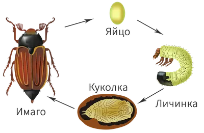 22. Внутреннее строение майского жука