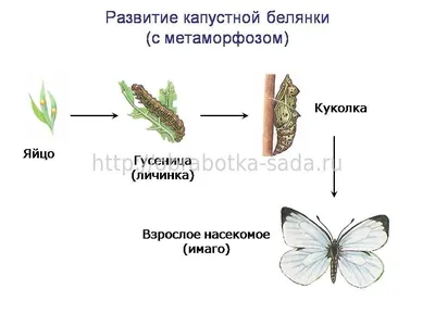 Метаморфоз. Жизненный цикл бабочек. Животные России.