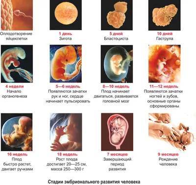 Стадии развития эмбриона человека картинки