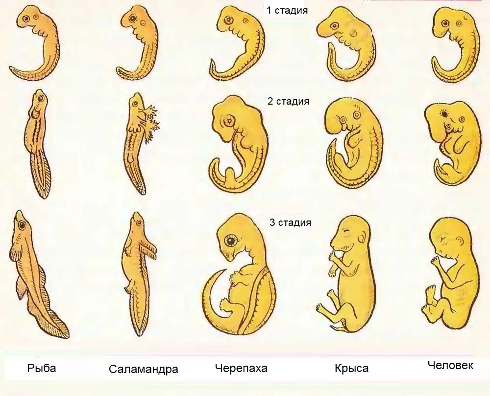 Наличие хвоста у зародыша человека на ранней. Хвост у зародыша человека. Человеческий эмбрион с хвостом. Хвостик у эмбриона человека.