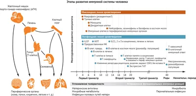 Эмбриональное развитие [1976 - - Прыткая ящерица. Монографическое описание  вида]