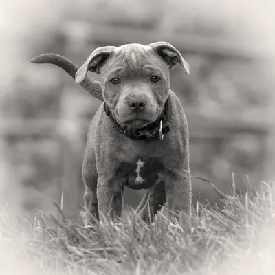 Vertical Portrait of Blue American Staffordshire Terrier Amstaff Sitting on  the Ground in Nature. American Stafford Dog with Stock Image - Image of  adorable, closeup: 180007251