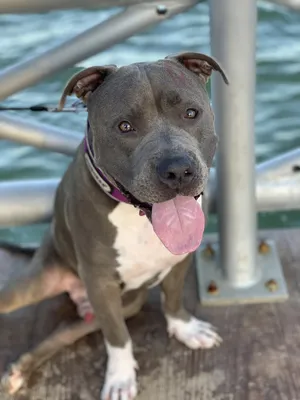 Young Stafford Sitting in a Meadow. the American Staffordshire Terrier is a  Dog Breed that Has Ancestors in English Bulldogs and T Stock Image - Image  of debonair, happy: 253755157