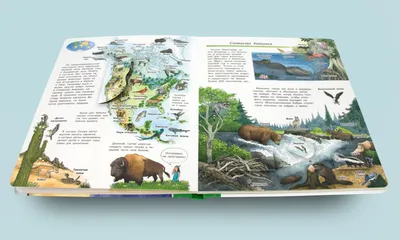Животные мира. Энциклопедия для детей. П. Ровира - «Книга - лучший подарок  для ребенка. А такая книга тем более» | отзывы