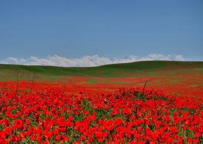 Степи Казахстана — Фото №179175