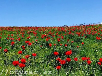 Природа В Степи Казахстана Весной — стоковые фотографии и другие картинки  Без людей - Без людей, Горизонтальный, Дикие животные - iStock