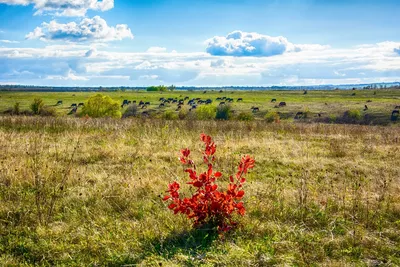 Степи Казахстана весной - 63 фото