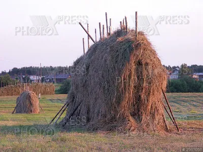 Сено — Википедия