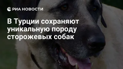 Названы породы лучших сторожевых собак