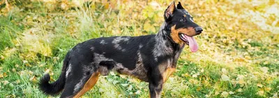Дерзкий грабитель жестоко отравил сторожевых собак ради кражи ядовитых  химикатов на Ставрополье