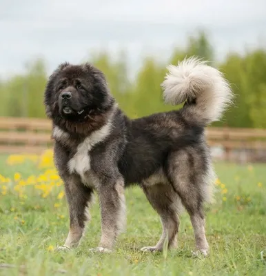 🐶Лучшие сторожевые и охранные породы собак | Собачье дело | Дзен