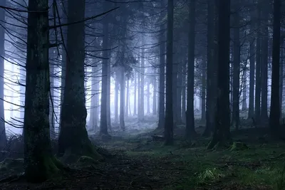 Страшный лес с туманом | Премиум Фото