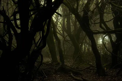 Таинственный и страшный лес - 76 фото